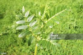 Image result for Zygophyllaceae