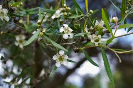 Image result for Leptospermum petersonii