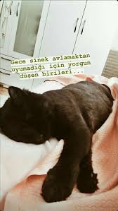Kubra Adli Kullanicinin Animals Panosundaki Pin 2020 Evcil Hayvanlar Hayvan Kedi