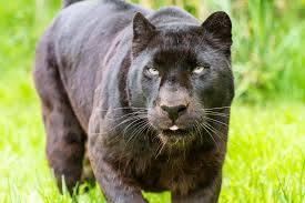 A mobile wallpaper is a computer. Black Panther Animal Wallpaper Wallpaper Collection