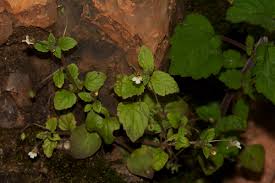 Image result for Diclis ovata