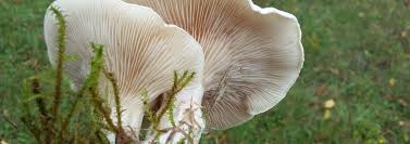 Image result for Clitopilus prunulus