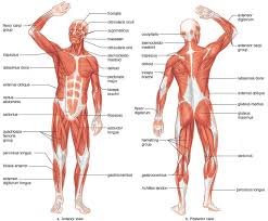 Pin By Melanie Elson On Exercise Human Muscle Anatomy
