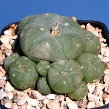 Image result for Loxodera caespitosa