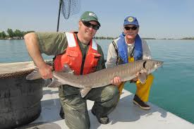 divergent migration in lake sturgeon animal ecology in focus