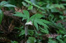 東台天南星 cleyera 的部落格 痞客邦 plant leaves plants leaves