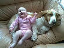 Basset Hound Wikipedia