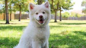 Animais Domesticos Quais Sao E O Que Os Torna Domesticados Petz