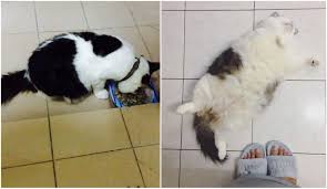 Memilih makanan kucing berkualitas baik penting untuk memastikan bahwa kucing anda mendapatkan semua nutrisi yang ia butuhkan. Resepi Jelly 4 Bahan Untuk Lebatkan Bulu Kucing Gebu