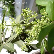 Image result for Triraphis schinzii