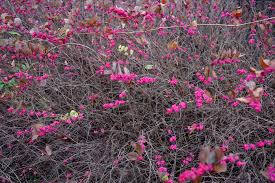 Image result for Corallocarpus boehmii