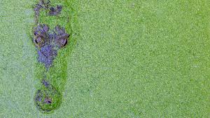 Image result for Azolla