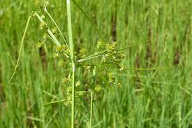 Image result for Cyperus hemisphaericus