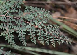 Image result for Pellaea