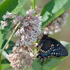 Image result for Asclepias meliodora