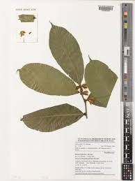 Image result for Paropsia