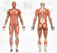 See more ideas about figure drawing, art reference, drawing techniques. Images Of Girl Anatomy Drawing