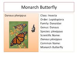 Detailed Monarch Butterfly Classification Chart 2019