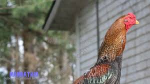 Jika biasanya ayam memiliki warna yang bervarian, maka untuk jenis bangkok putih hanya terdapat satu warna putih saja. Ini Dia 8 Warna Bulu Ayam Bangkok Aduan Paling Disegani