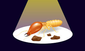 What you also may find to be expensive is arranging a termite treatment service. Diy Vs Professional Termite Treatment