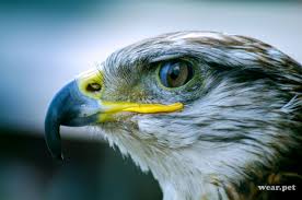 Big Birds With White Heads Eagle Head Close Up Animals Wild Animals Pictures Free Stock Image Sites