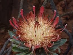 Image result for Protea rupestris