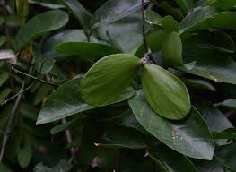 Image result for Hippocratea africana