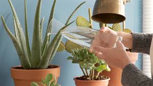 Las plantas suculentas —del latín suculentus, 'jugoso'— o crasas son aquellas en las que algún órgano está especializado en el almacenamiento de agua en cantidades mayores que las plantas sin esta adaptación. Como Cuidar Tu Cactus En Casa Salud Holistica