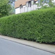 Liguster Atrovirens Ligustrum Vulgare Atrovirens Gunstig Online Kaufen Moderne Landschaftsgestaltung Liguster Atrovirens Sichtschutz Garten