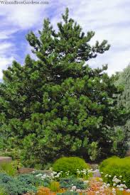 Image result for Pinus