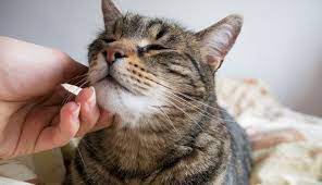 本当になついてる 猫が甘える素振りをみせながら噛む理由 ねこのきもちweb magazine 猫 猫 甘える 猫の行動