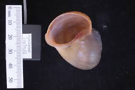 Image result for Carduus nyassanus