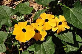 It has tiny little yellow flowers and green fruit that turns black. Thunbergia Alata Black Eyed Susan Vine Herbaceous Perennial Climbing Plant Acanthaceae Family Eastern Africa Ornamental Garden Hanging Baskets Pikist