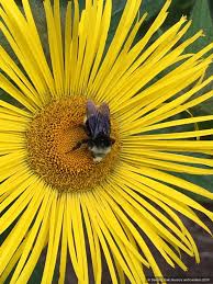 Image result for Inula klingii