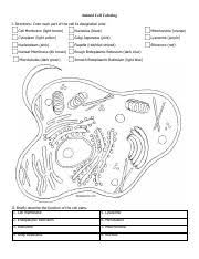 Ase Sc 1 Animal Plant Cell Coloring Pdf Animal Cell Coloring I Directions Color Each Part Of The Cell Its Designated Color Cell Membrane Light Course Hero