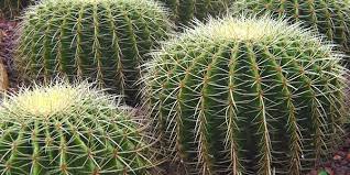 Espero que este artículo te haya ayudado a aprender a cuidar más a estos hermosos. Cada Cuanto Se Riega Un Cactus Ecobotanico Com
