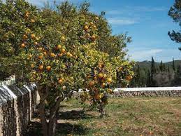 Der hat keine erntezeit, dort kann man jeden tag das ganze jahr lang leckere sternfruechte ernten und auch feinen saft daraus machen. Den Orangenbaum Giessen So Klappt Es Mit Der Orangenernte