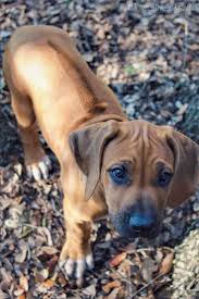 If you are looking to adopt or buy a rhodesian ridgeback take a look however, free rhodesian ridgeback dogs and puppies are a rarity as rescues usually charge a small adoption fee to cover their expenses (usually. 280 Dogs Ideas In 2021 Dogs Puppies Dog Breeds