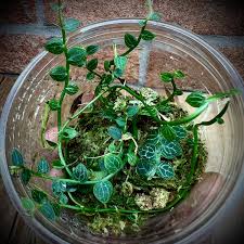 Image result for Rorippa cryptantha