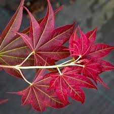 I keep them outside in a area that is protected from the wind and strong sun light, you can also cover them. 48 Japanjuharok Ideas In 2021 Kert Novenyek Japan