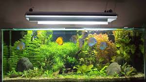 How To Set Up Fish Tank Maintenance Chart Aquarium Care
