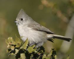 Oak Titmouse Titmouse Bird Photo Backyard Birds