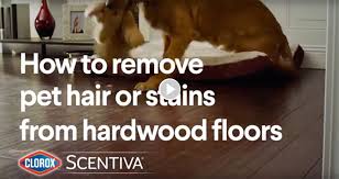 How to remove dog urine from hardwood floors. How To Remove Pet Hair Or Stains From Hardwood Floors Clorox Scentiva Mop Pad Clorox