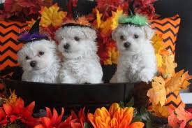 Reed always has beautiful tri color puppies with dramatic colors! Adorable Akc Maltese Puppies For Sale In Benson North Carolina Classified Americanlisted Com