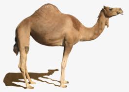 Find & download free graphic resources for camel silhouette. Camel Silhouette Royalty Free Clip Art Camel Silhouette Free Transparent Clipart Clipartkey