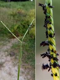 Image result for Sesamum parviflorum