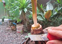 Tutorial Membuat Bonsai Kelapa Kerdil Bercabang Unik Taman Inspirasi Safa