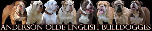 See more of bulldogs australia inc. Anderson Bulldogges Olde English Bulldogge Puppies For Sale Olde English Bulldogges Alabama Bulldog Breeder