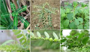 Image result for Phyllanthus amarus