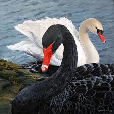 Black And White White Swan Black Swan Beautiful Birds
